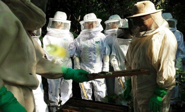 CURSO DE APICULTURA E PRODUO DE PRPOLIS  OFERECIDO EM CARMO DO CAJURU 