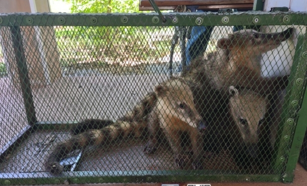 HOMEM  PRESO E MULTADO EM MAIS DE R$ 157 MIL POR MANTER ANIMAIS SILVESTRES EM CATIVEIRO EM DIVINPOLIS