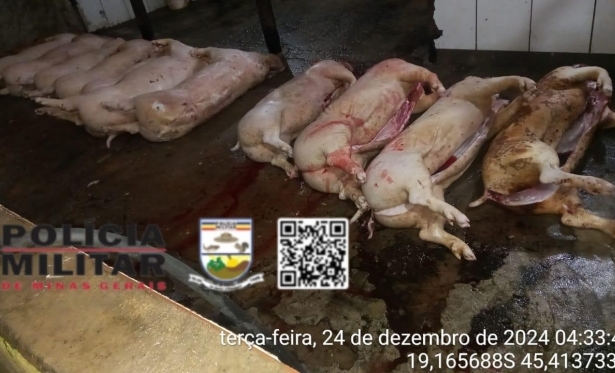 FAZENDA  AUTUADA E PROPRIETRIO DETIDO POR ABATE CLANDESTINO DE ANIMAIS 