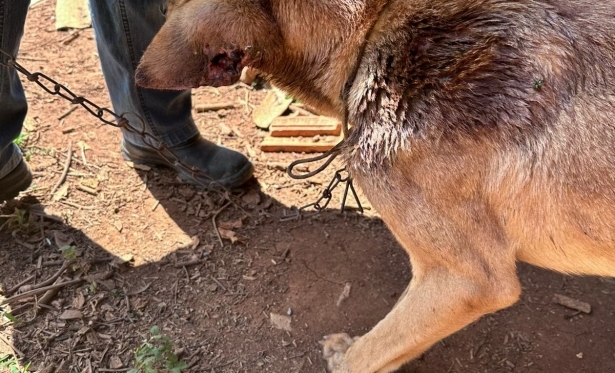 HOMEM  PRESO EM POMPU POR MAUS-TRATOS A CADELA ENCONTRADA EM CONDIES DEPLORVEIS